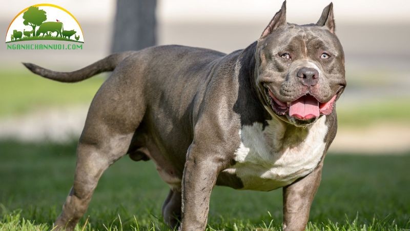 Kỹ thuật Nuôi Dưỡng Chó Pitbull: Từ Chế độ Ăn đến Huấn Luyện Hiệu Quả