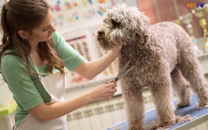 Kỹ thuật tự cắt lông cho chó vùng mặt và tai một cách cẩn trọng