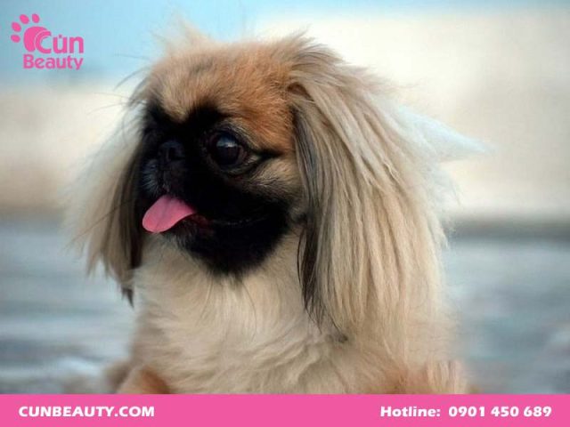 Hướng Dẫn Cắt Tỉa Lông Chó Nhật Chuẩn Chuyên Gia