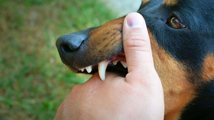 Chó Cắn Nhẹ Có Sao Không? Nguy Cơ Dại Và Cách Xử Lý Chi Tiết