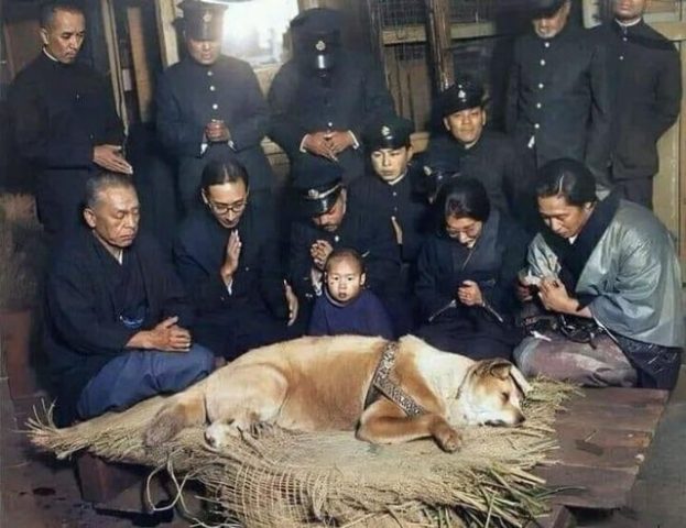 Lòng Trung Thành Của Chó: Câu Chuyện Hachiko Huyền Thoại Và Sức Mạnh Tình Yêu Vô Điều Kiện