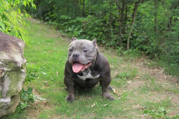 Lịch sử phát triển của chó Bully với ngoại hình mạnh mẽ, đặc trưng cơ bắp