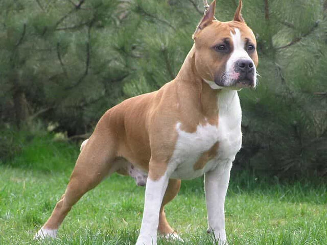 Hướng Dẫn Chi Tiết Cách Chăm Sóc Chó Pitbull Toàn Diện