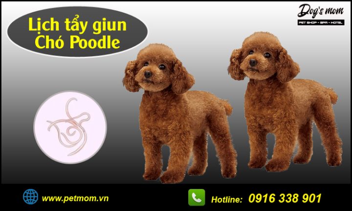 Tẩy Giun Cho Chó Poodle: Hướng Dẫn Chi Tiết Từ A Đến Z