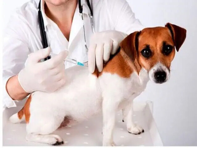 Lịch tiêm phòng và chăm sóc chó sau tiêm phòng rất quan trọng