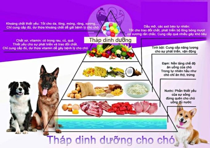 Khẩu Phần Ăn Cho Chó: Hướng Dẫn Chi Tiết Từ A Đến Z