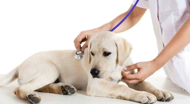 Liệu pháp điều trị cho chó không giống như người và cần sự tư vấn chuyên nghiệp.