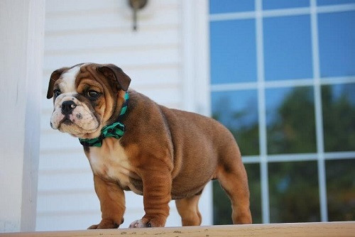 Loài chó Bulldog Anh nằm nghỉ ngơi thoải mái, thể hiện tính cách lười biếng nhưng đáng yêu