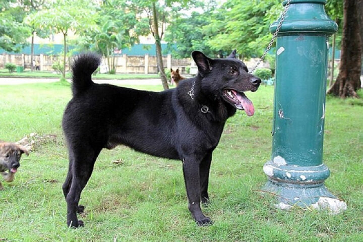 Loại Mông cộc lửng