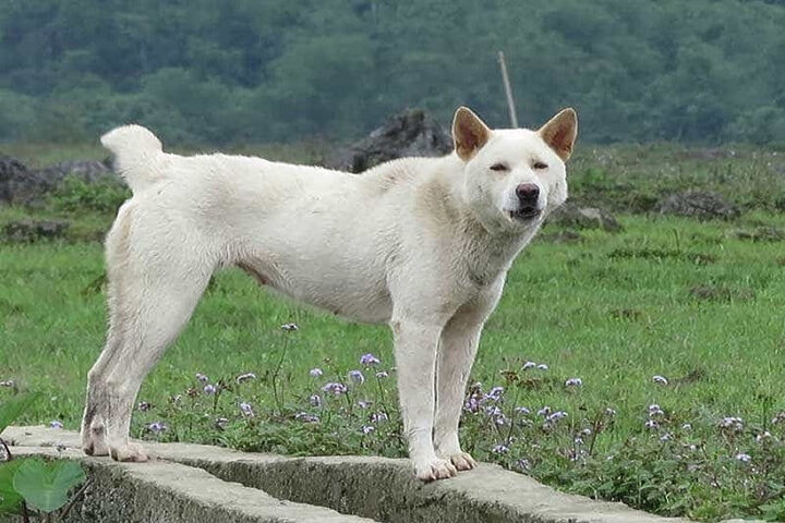 Loại Mông cộc thỏ