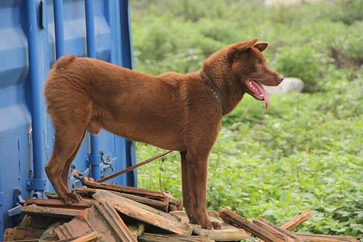 Loại Mông cộc tịt