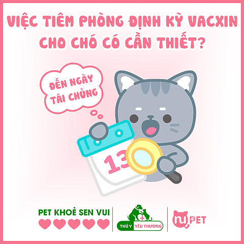 Lợi ích của việc tiêm phòng vacxin 5 bệnh định kỳ cho chó