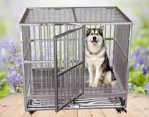 Chuồng Chó Sắt Lắp Ghép: Giải Pháp Tối Ưu Cho Mọi Nhà Thú Cưng