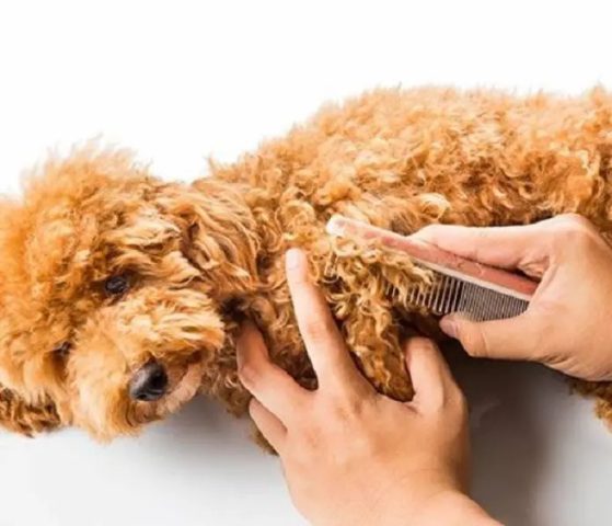 Cách Xử Lý Lông Chó Bị Vón Cục Hiệu Quả Và An Toàn Tại Nhà