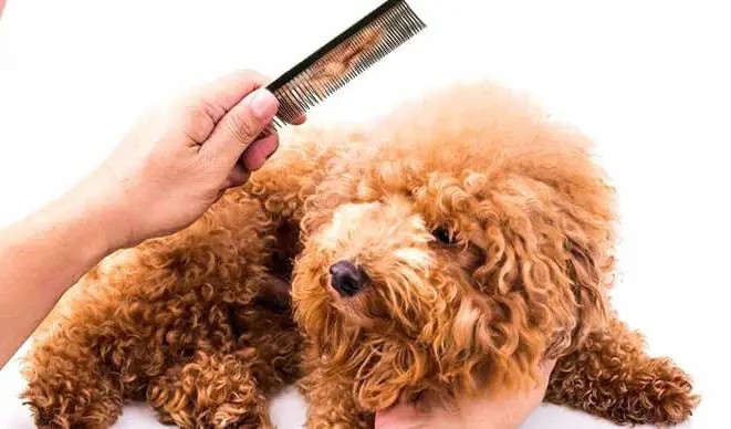 Cách Xử Lý Lông Chó Bị Vón Cục Hiệu Quả Và An Toàn Tại Nhà