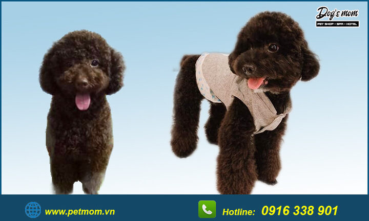 Chó Poodle Màu Nâu Đen: Đặc Điểm, Chăm Sóc Và Sức Khỏe Toàn Diện