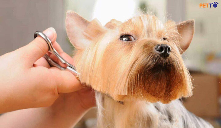Lưu ý an toàn khi tự cắt lông cho chó: giữ tư thế đúng và nhẹ nhàng