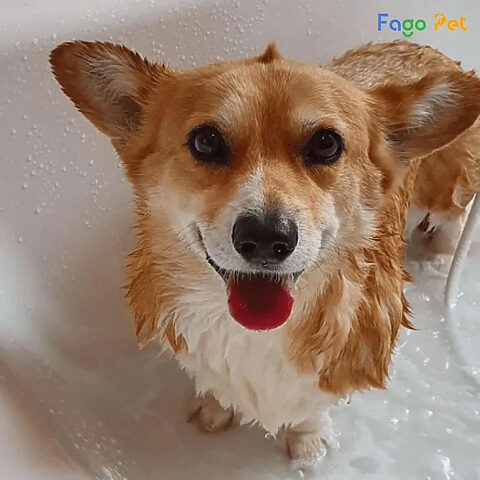 Lưu ý khi sử dụng sữa tắm cho chó Corgi