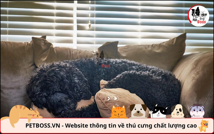 Lưu ý quan trọng khi giữ chó Poodle trong môi trường điều hòa để đảm bảo nhiệt độ thích hợp cho chó