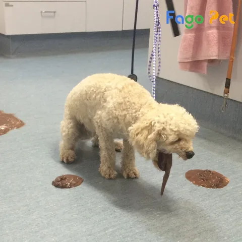 Chó Poodle con đang được chăm sóc khi mắc bệnh viêm đường ruột cấp