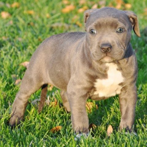Cách Nuôi Chó Pitbull Con Khỏe Mạnh, Ngoan Ngoãn Từ A-Z