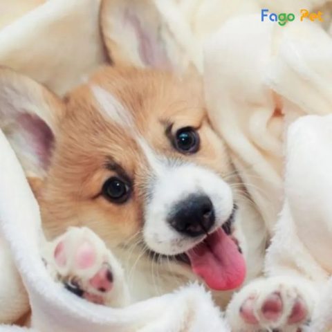Lý do nên sử dụng sữa tắm cho Corgi