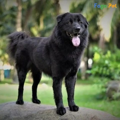 Lý do quan trọng để bắt đầu huấn luyện chó Bắc Hà từ sớm