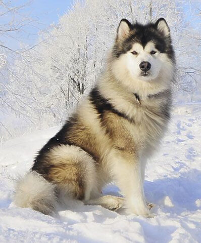 Malamute Alaska, một trong những giống chó có sức sống mạnh mẽ và có thể nằm trong top 10 giống chó hung dữ nhất thế giới khi bị kích động