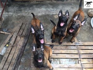 Nơi Bán Chó Uy Tín: Hướng Dẫn Chi Tiết Từ A Đến Z