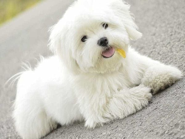 Chó Maltese Giá Bao Nhiêu? Cập Nhật Mới Nhất