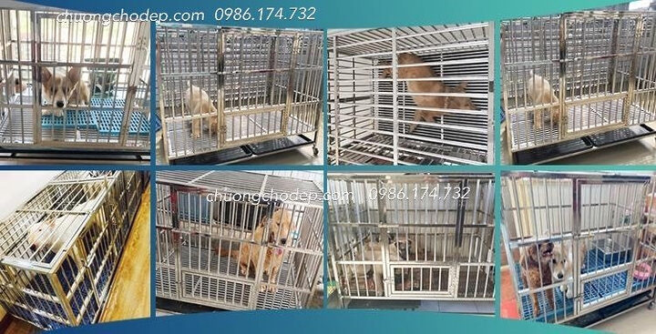 mẫu chuồng chó inox đẹp