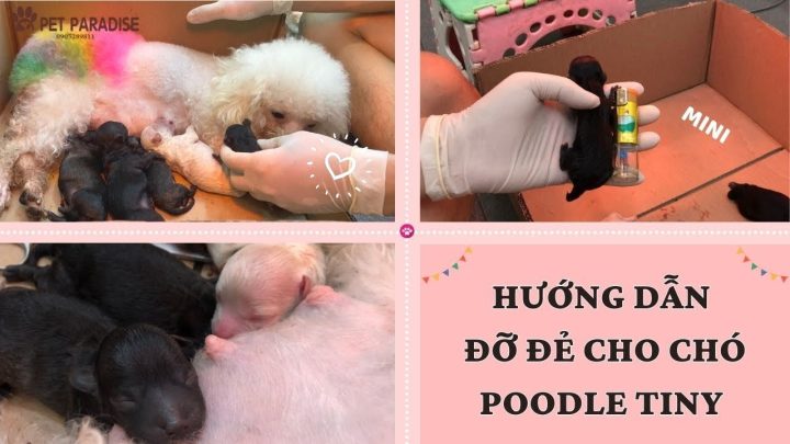 Cách Đỡ Đẻ Cho Chó: Hướng Dẫn Chi Tiết Từ A-Z