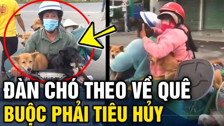 15 Chú Chó Về Quê: Hành Trình Cuối Cùng Đầy Cảm Động