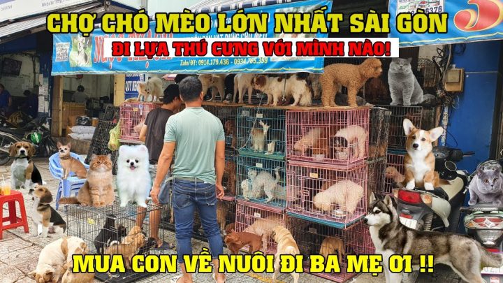 Chợ Chó Lê Hồng Phong: Nét Văn Hóa Độc Đáo Giữa Lòng Sài Gòn