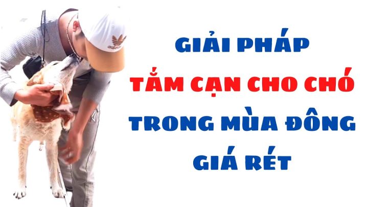 Cách Tắm Cho Chó Vào Mùa Đông An Toàn Và Hiệu Quả