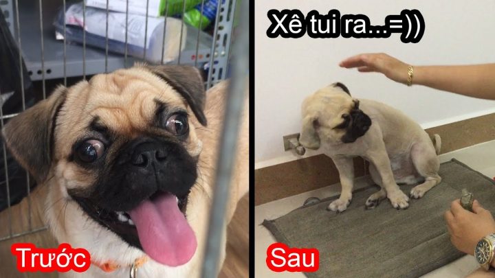 Có Nên Cạo Lông Chó Pug Không? Chăm Sóc Đúng Cách