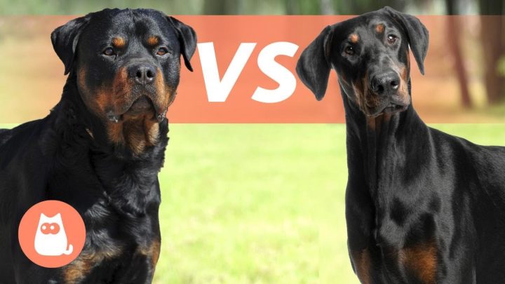 Nên Nuôi Chó Rottweiler Hay Doberman? Phân Tích Chuyên Sâu