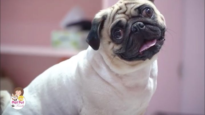 Có Nên Cạo Lông Chó Pug Không? Chăm Sóc Đúng Cách