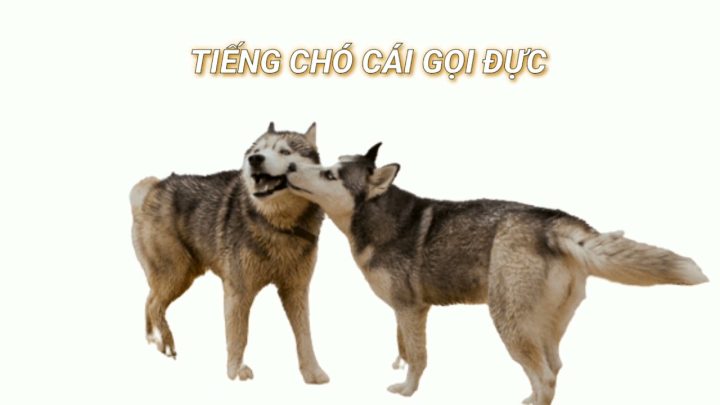 Tiếng Chó Cái Gọi Đực: Giải Mã Tiếng Kêu Thu Hút Bạn Tình