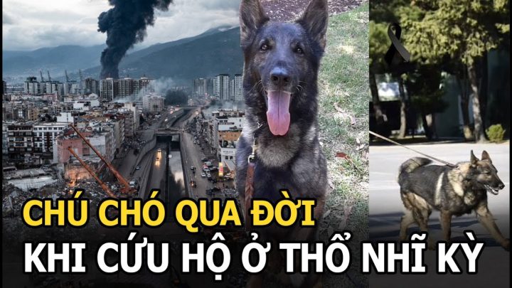 Chó Chăn Cừu Thổ Nhĩ Kỳ: Lịch Sử, Đặc Điểm Và Cách Chăm Sóc