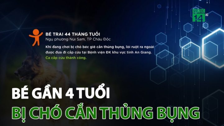 Biểu hiện chó bị thủng ruột: Dấu hiệu, chẩn đoán và xử lý kịp thời