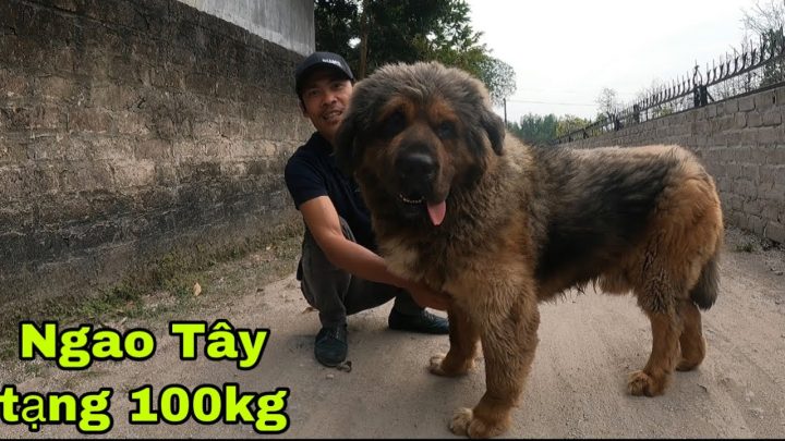 Chó Ngao Tây Tạng 99 Tỷ: Giải Mã Kỷ Lục Và Sức Mạnh Huyền Thoại