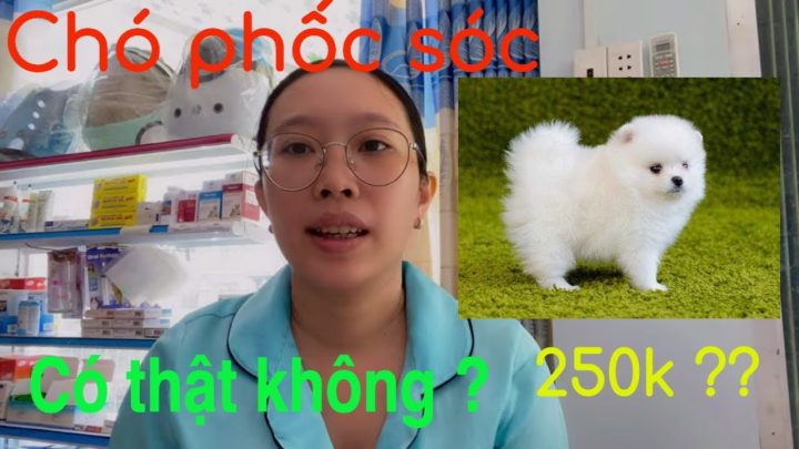 Chó Phốc Sóc Mini Giá Rẻ 100K: Sự Thật Đằng Sau & Lời Khuyên Chuyên Sâu