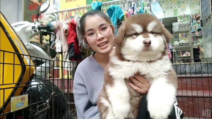 Mua Chó Cảnh Giá Rẻ: Hướng Dẫn Chi Tiết Từ A Đến Z