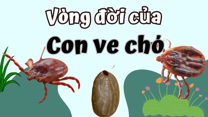 Ve Chó Từ Đâu Ra? Nguyên Nhân, Vòng Đời & Cách Phòng Trị Tận Gốc