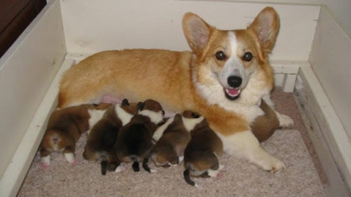 Chó Corgi Đẻ Bao Nhiêu Con? Hướng Dẫn Chi Tiết A-Z Về Sinh Sản & Chăm Sóc