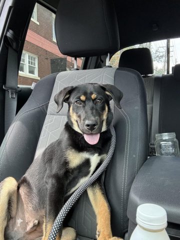 Chó Becgie German Shepherd Dog: Toàn Tập Lịch Sử và Đặc Điểm