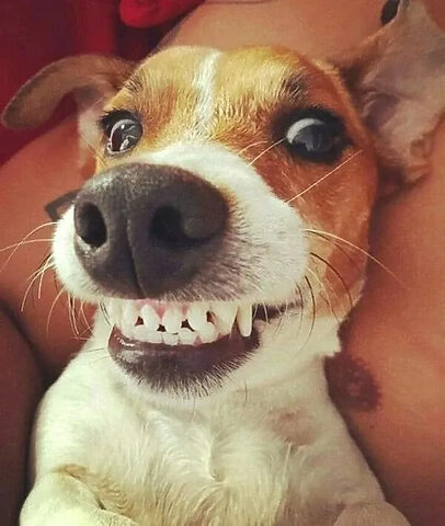 Meme chó Cheems với khuôn mặt buồn bã nhưng cực kỳ hài hước, là một trong những meme về chó nổi tiếng nhất.