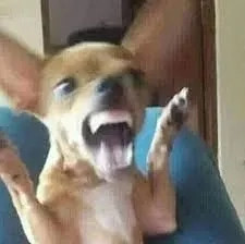 Meme chó cười nhe răng, khoe hàm răng trắng bóc một cách ngộ nghĩnh, mang lại tiếng cười vui vẻ.