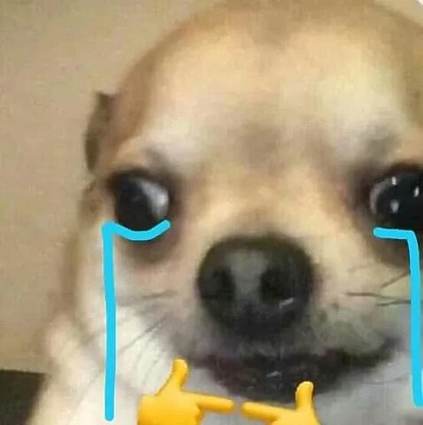 Meme chó và mèo với khoảnh khắc tương tác hài hước, thể hiện sự đáng yêu của những con vật nuôi.